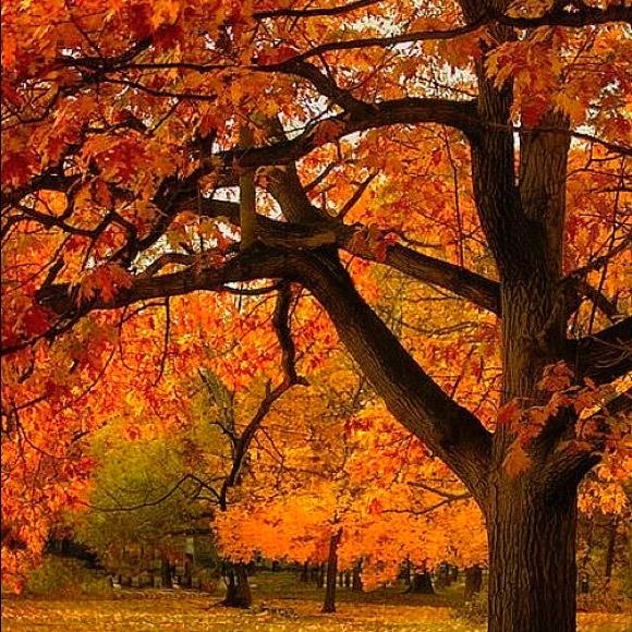 Meet your Posher, Italy - Picture 1 of 1